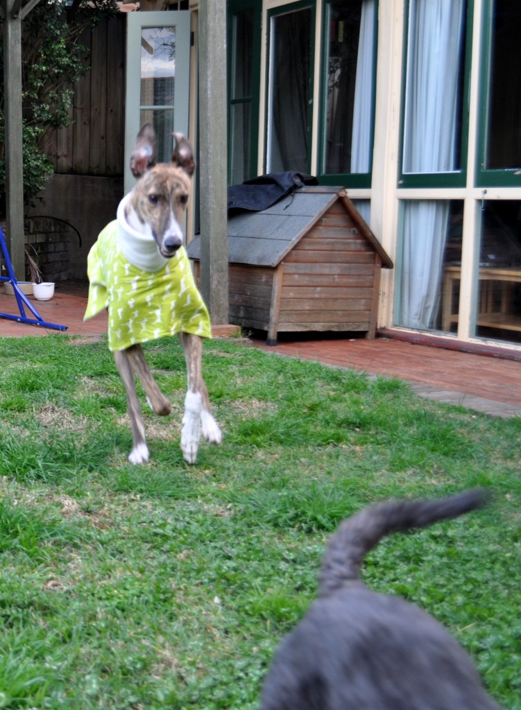 Greyhound Coat on Homemade, Healthy, Happy