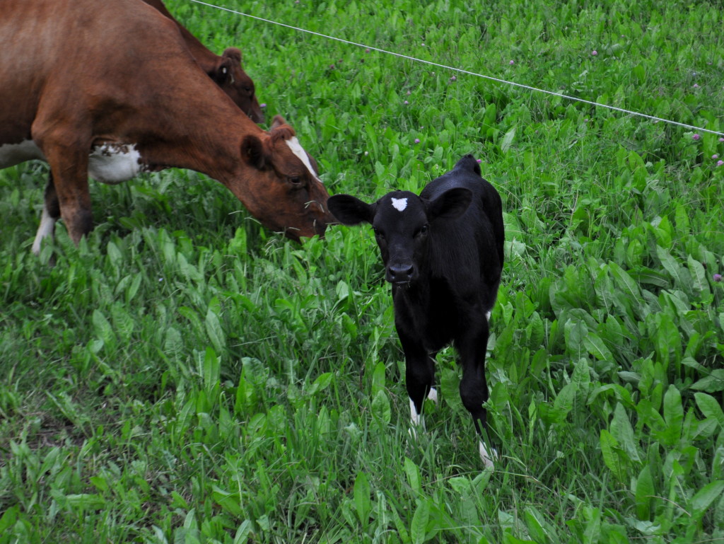 8 Big Lessons from a Biodynamic Dairy Farm on Homemade, Healthy, Happy