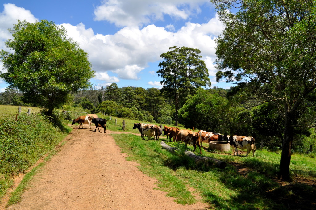 8 Big Lessons from a Biodynamic Dairy Farm