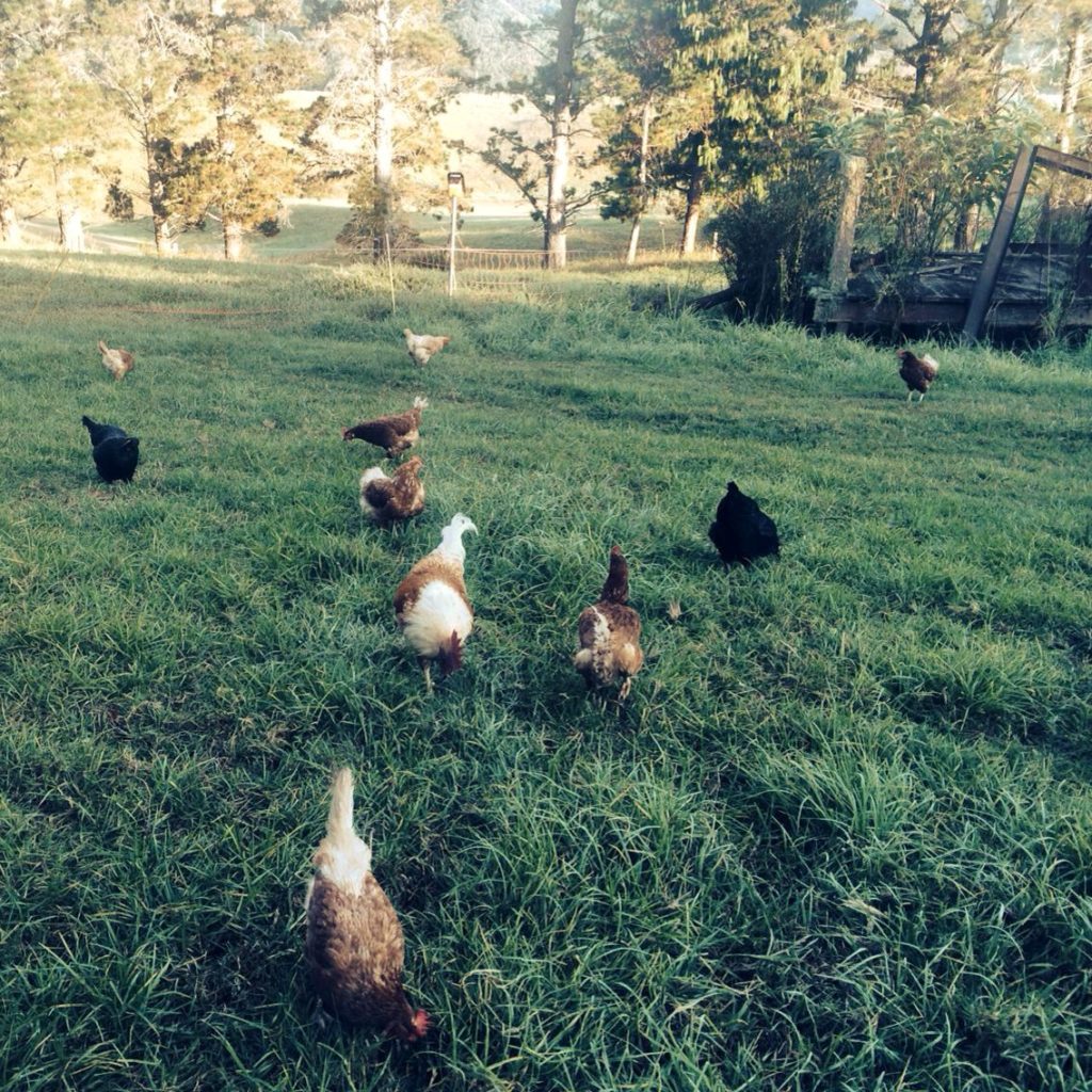 Pasture-Raised Hens at Ginger & Brown Farmstead, on Homemade, Healthy, Happy