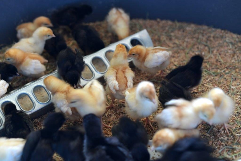 Baby Chicks at Ginger & Brown Farmstead, on Homemade, Healthy, Happy