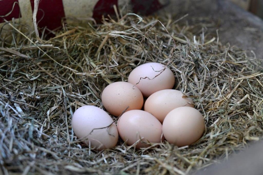 Pasture-Raised Eggs at Ginger & Brown Farmstead, on Homemade, Healthy, Happy