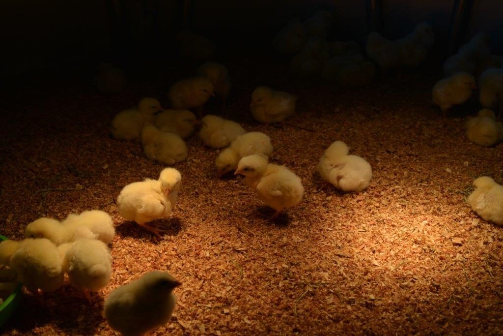 Baby Chicks at Ginger & Brown Farmstead, on Homemade, Healthy, Happy
