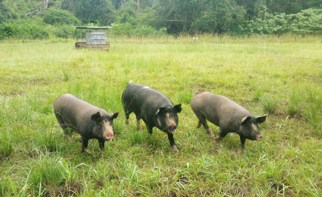 ethical pasture raised pork